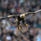 Illustration for article titled The Cotton Bowl Pregame Eagle Went Rogue All Over JerryWorld